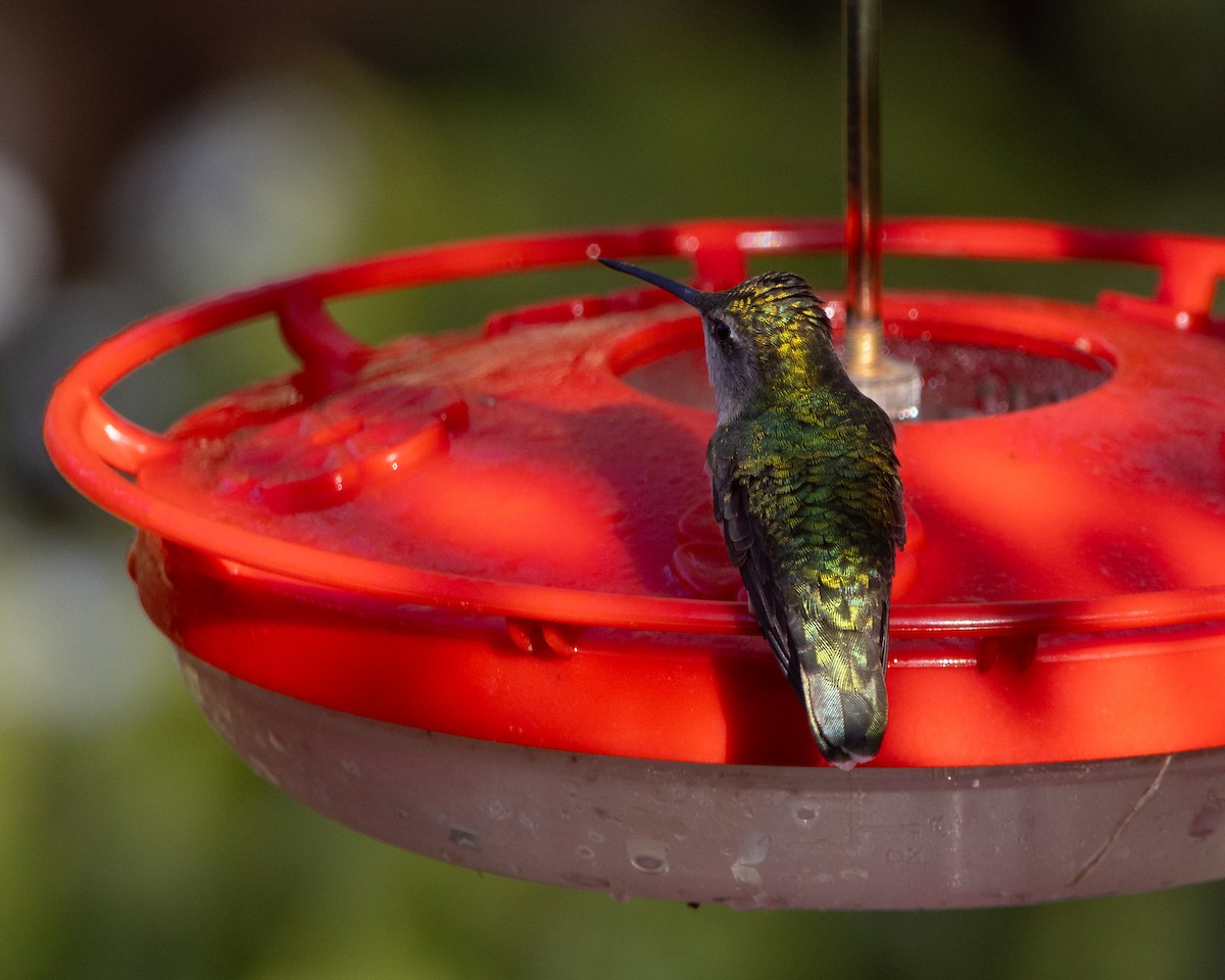 Ruby-throated Hummingbird - ML618936393