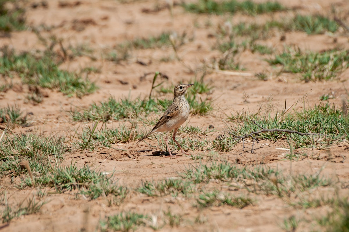African Pipit - ML618936411