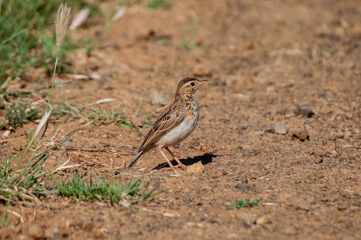 African Pipit - ML618936412