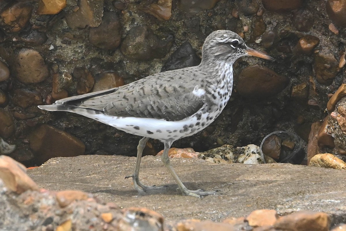 Spotted Sandpiper - Troy Hibbitts
