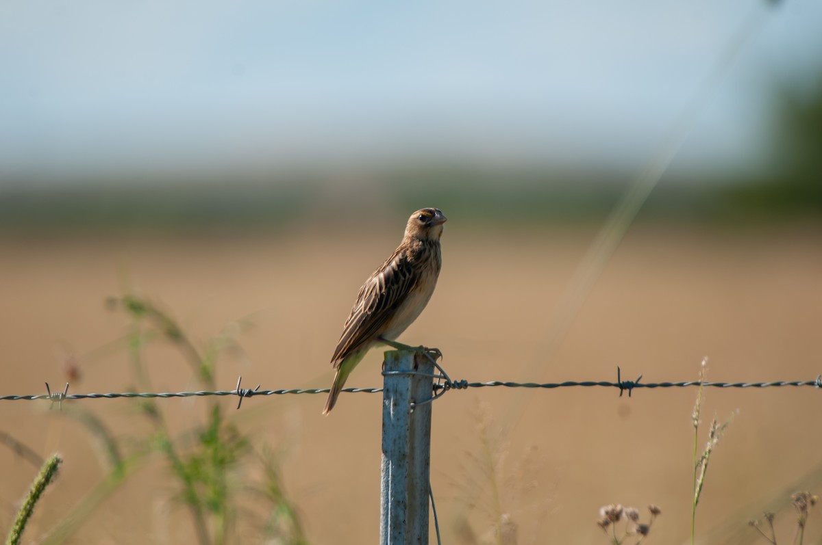 Long-tailed Widowbird - Dominic More O’Ferrall