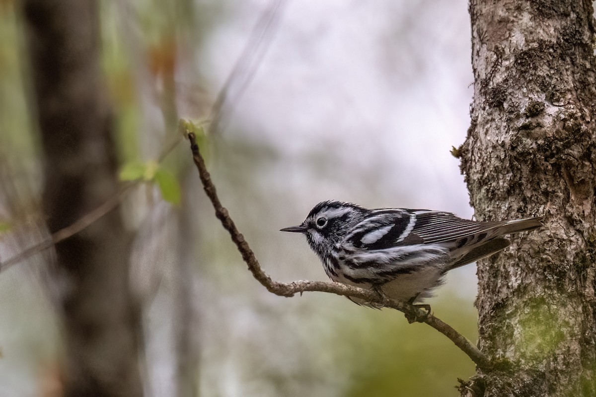 Black-and-white Warbler - Sylvie Desmeules