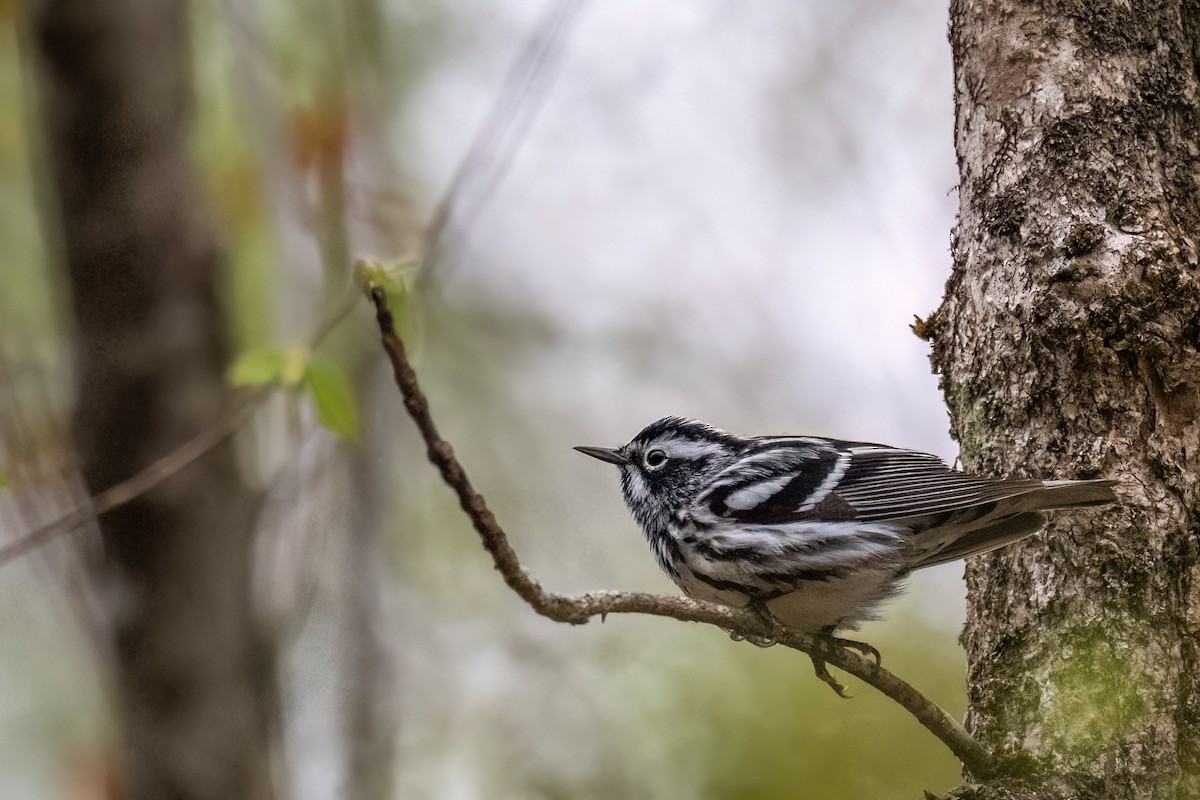 Black-and-white Warbler - ML618936446