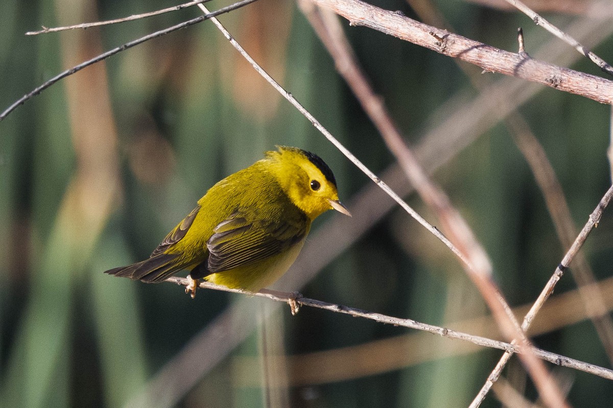 Wilson's Warbler - Kenny Younger