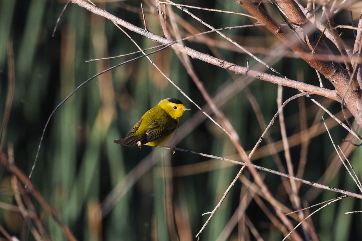 Wilson's Warbler - Kenny Younger