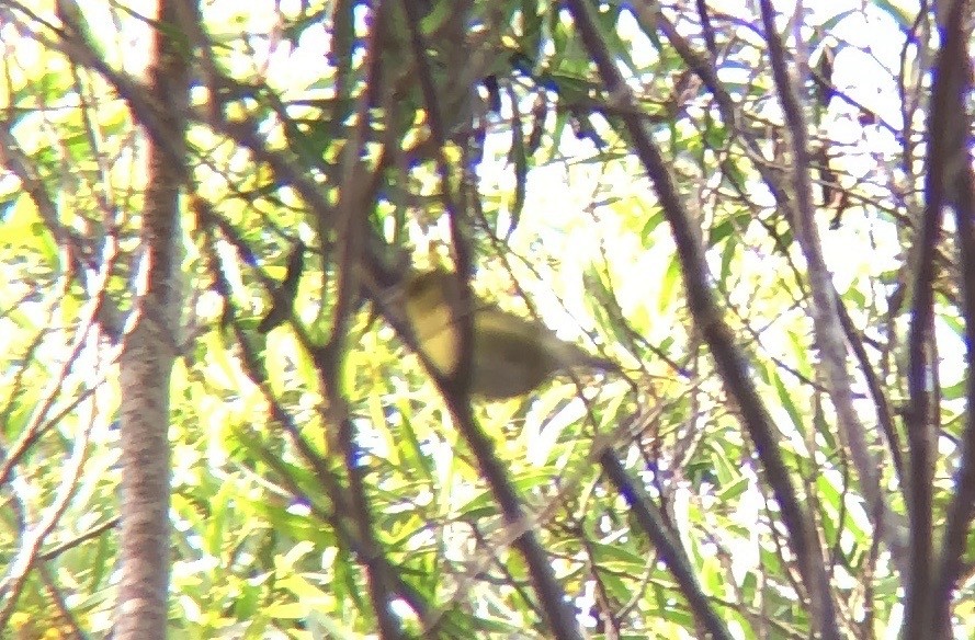 Oahu-Amakihikleidervogel - ML618936490