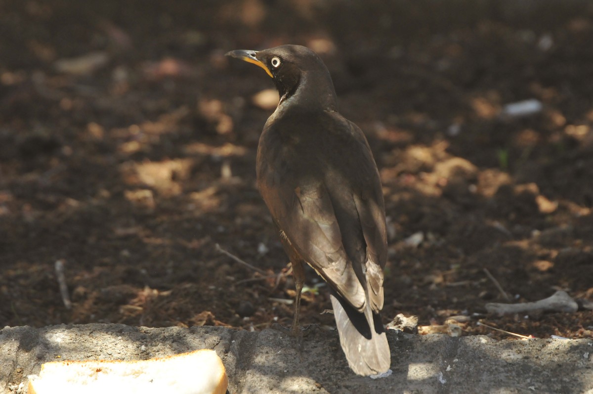 African Pied Starling - ML618936503