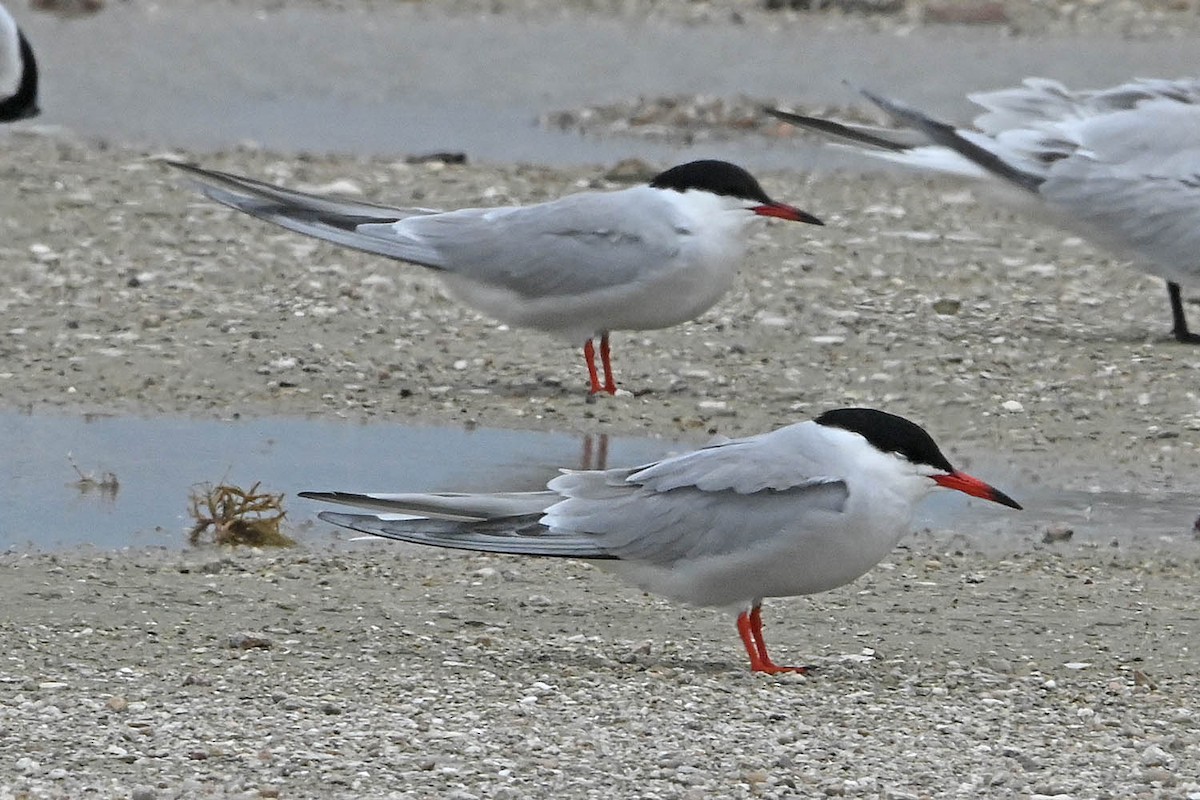 Common Tern - Troy Hibbitts