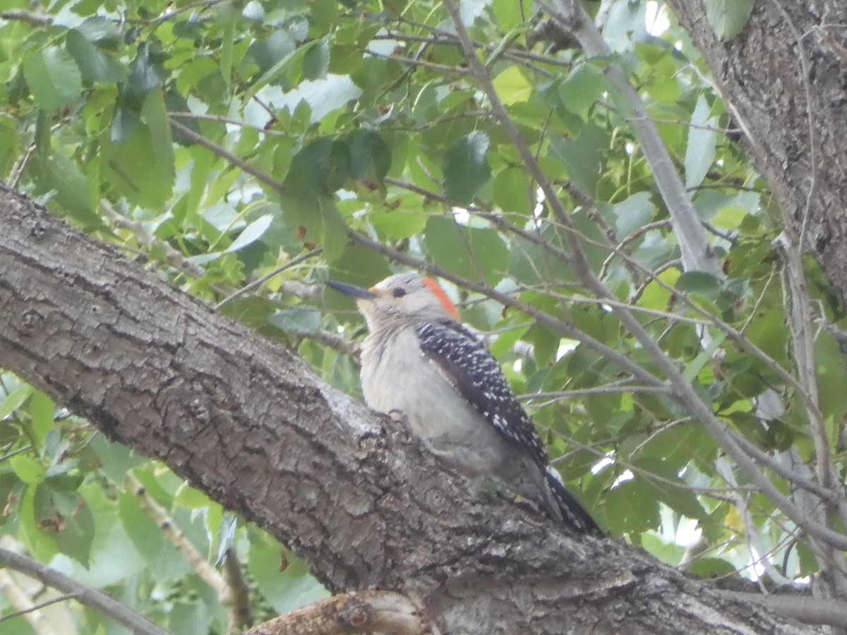 Red-bellied Woodpecker - ML618936603