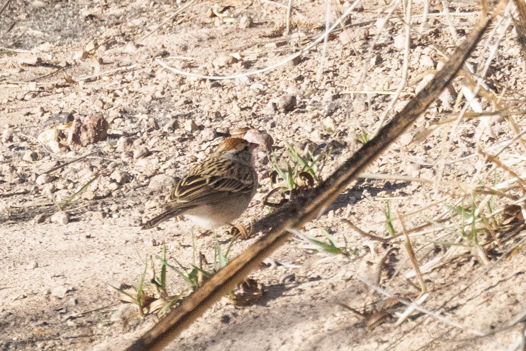 Chipping Sparrow - ML618936634