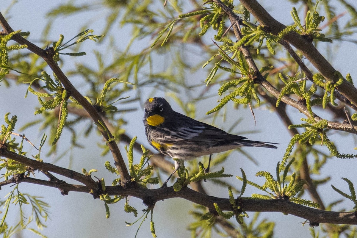 Yellow-rumped Warbler - Kenny Younger
