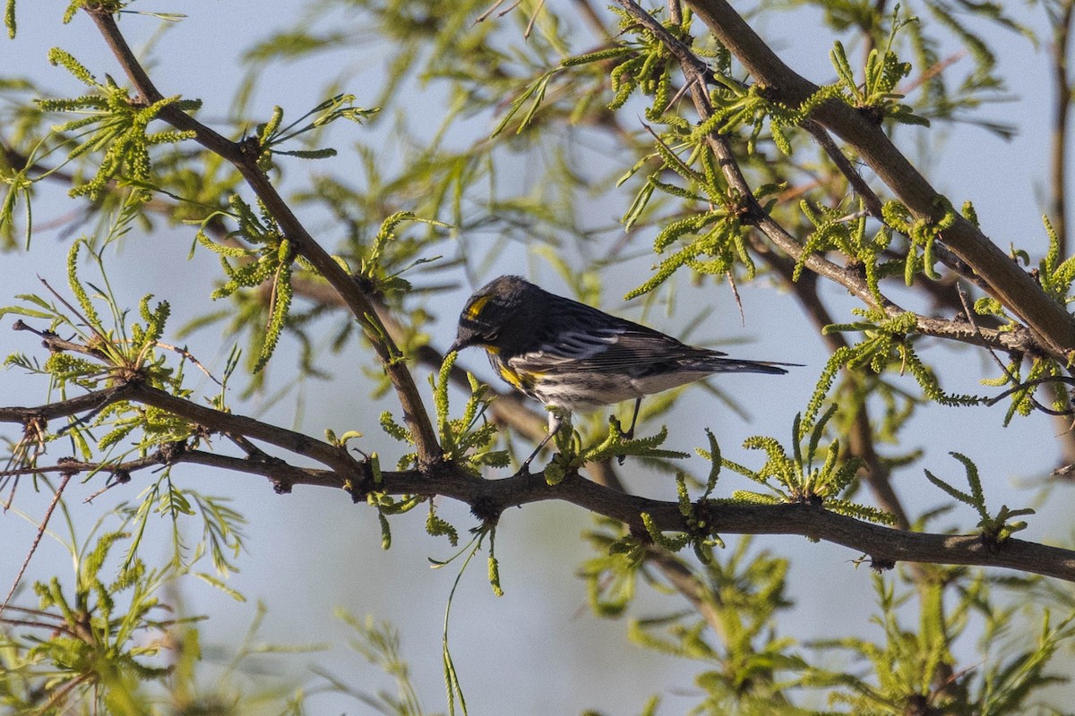 Yellow-rumped Warbler - Kenny Younger