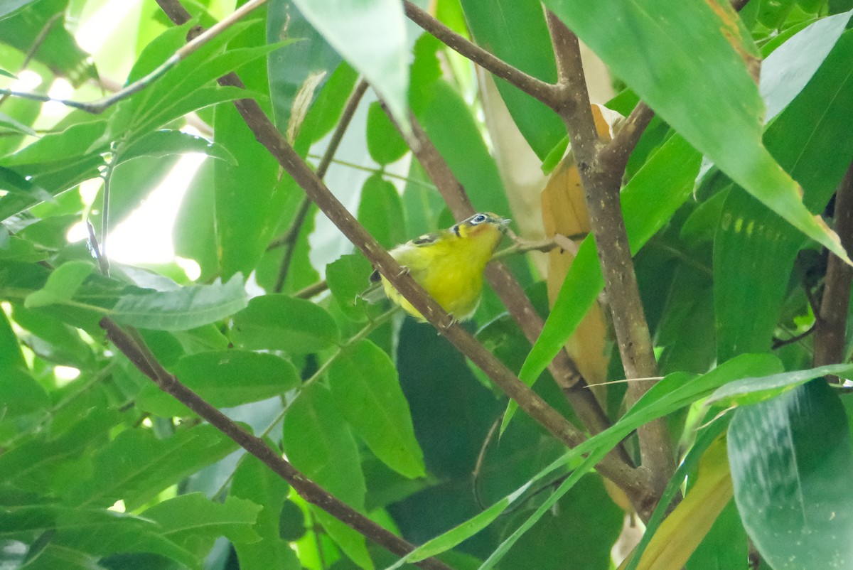 Black-eared Shrike-Babbler - ML618936661