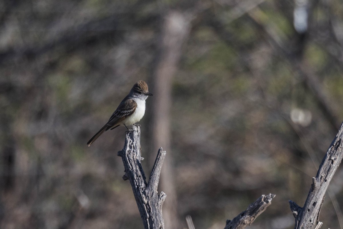 Ash-throated Flycatcher - Kenny Younger