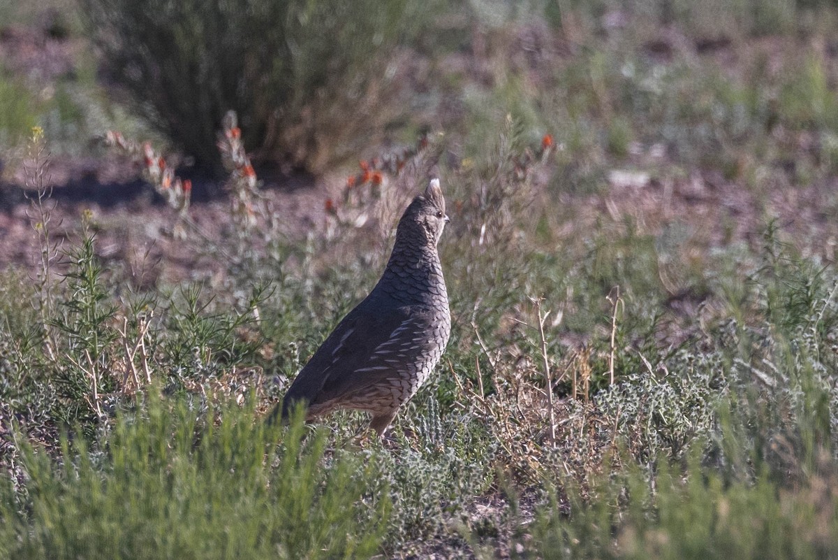 Scaled Quail - Kenny Younger