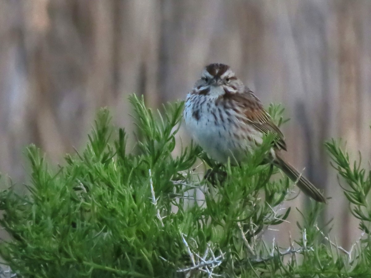 Song Sparrow (montana/merrilli) - ML618936713
