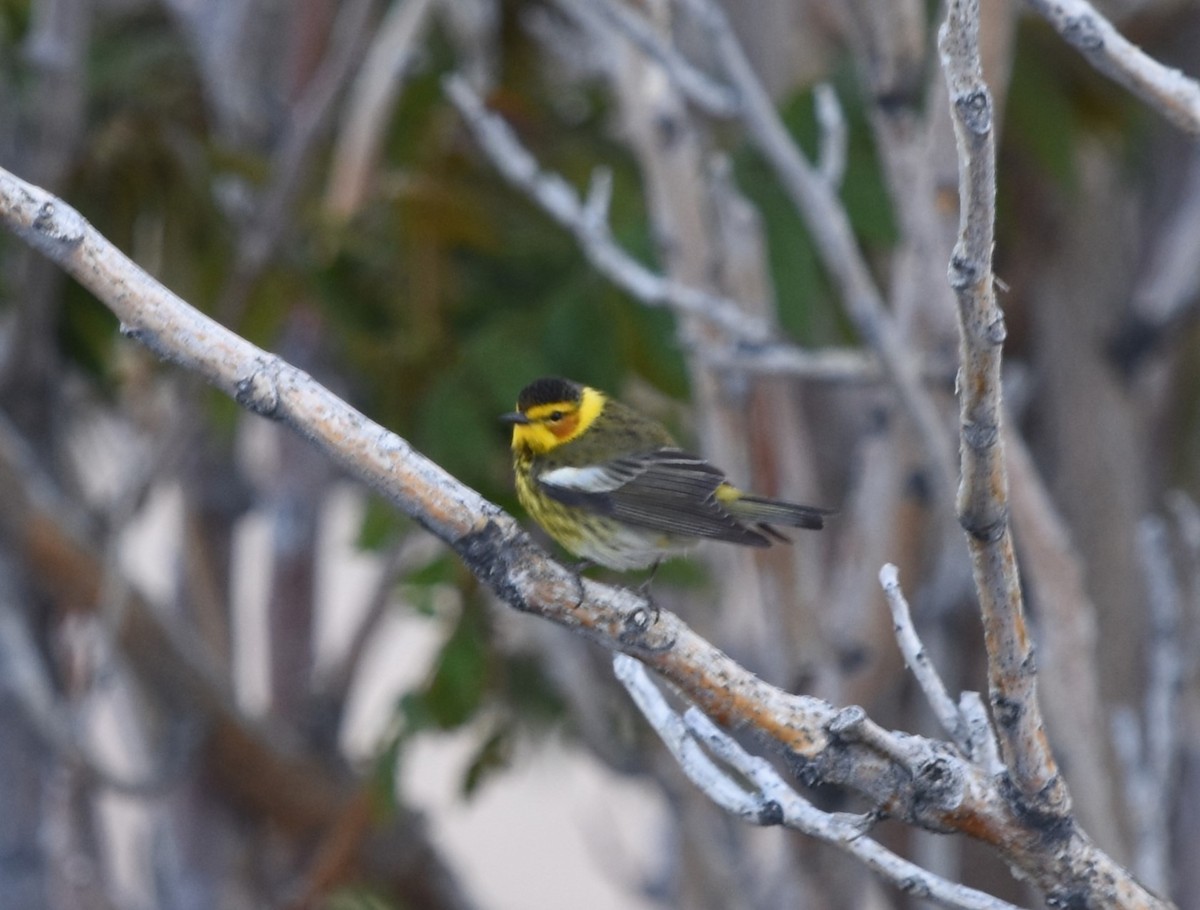 Cape May Warbler - ML618936714
