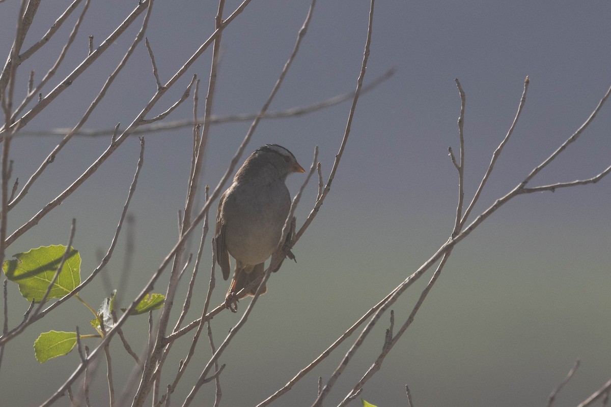 White-crowned Sparrow - ML618936726