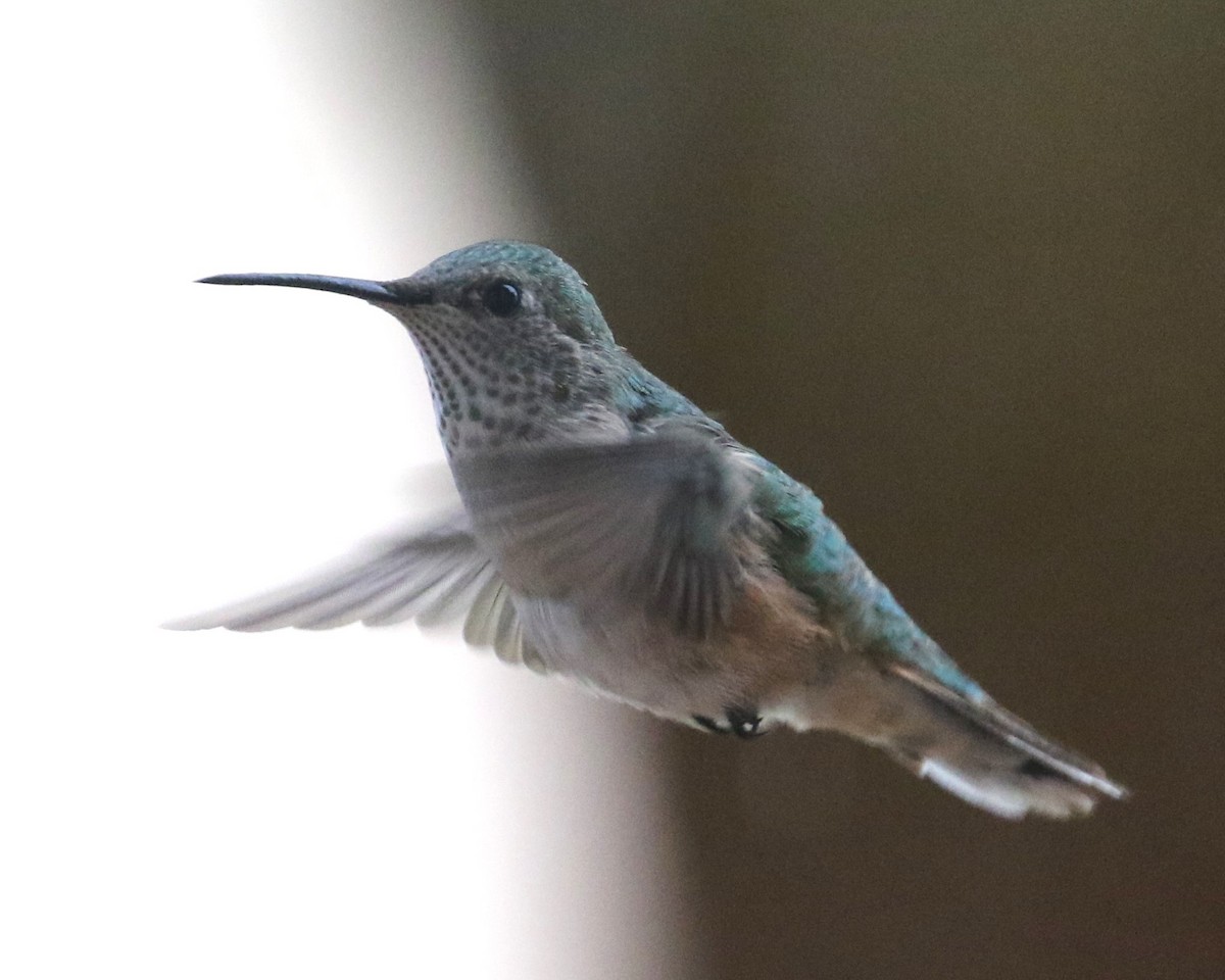 Broad-tailed Hummingbird - ML618936769