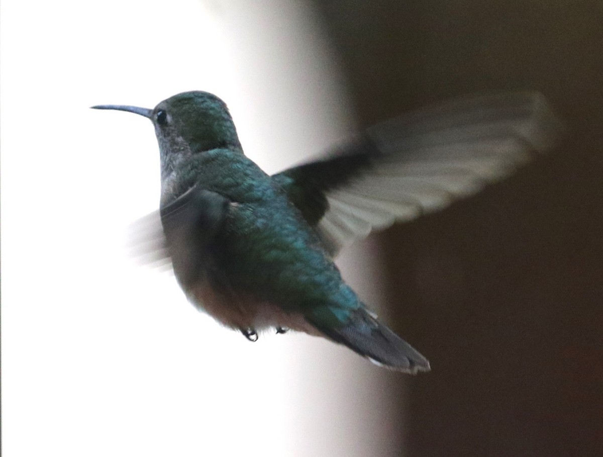 Broad-tailed Hummingbird - Jane Stulp