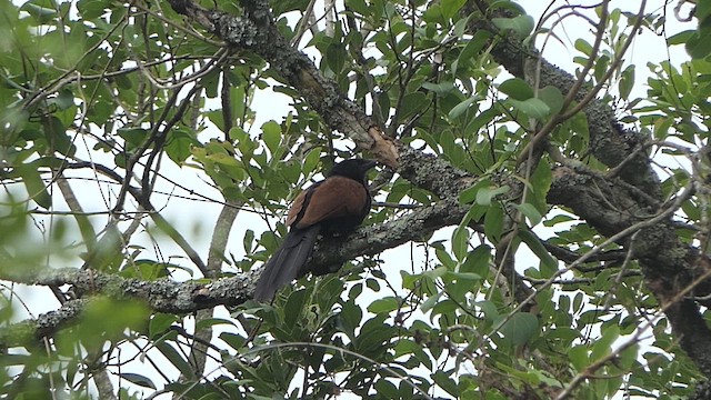 Greater Coucal - ML618936787