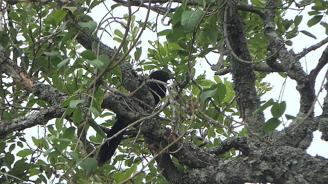 Greater Coucal - ML618936791