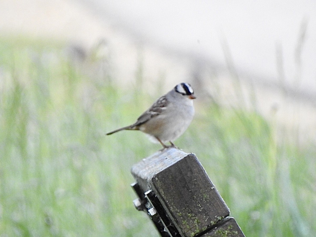 White-crowned Sparrow - Anita Hooker