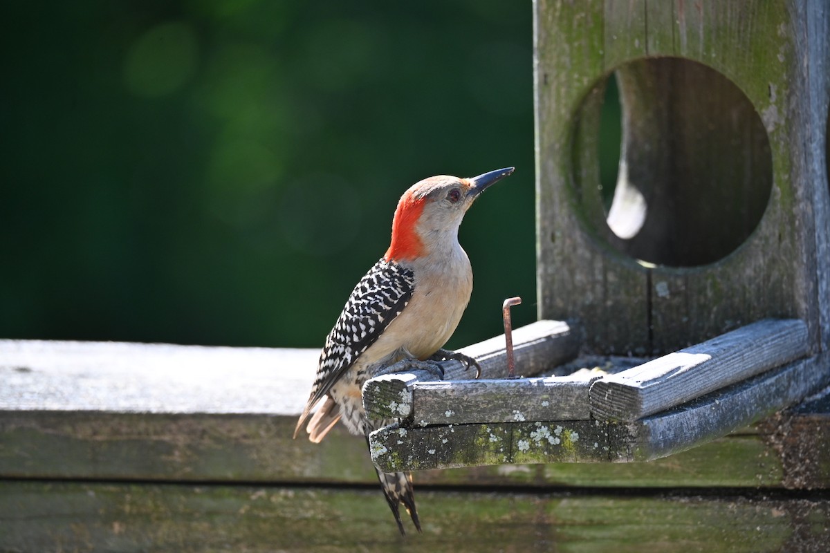 Red-bellied Woodpecker - Dale Barlow