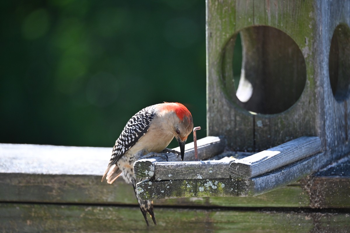 Red-bellied Woodpecker - ML618936849