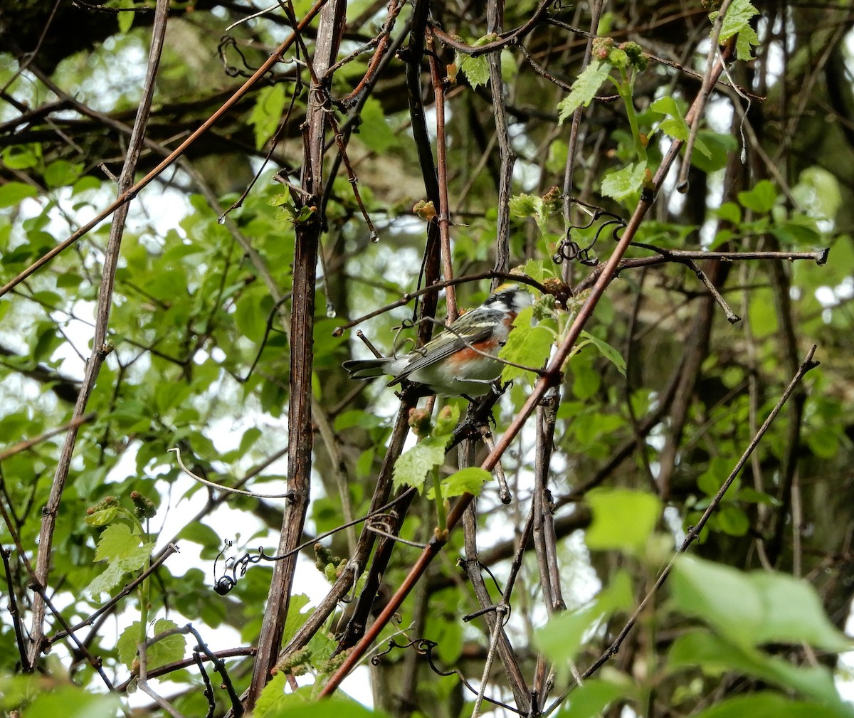Chestnut-sided Warbler - Scot Russell