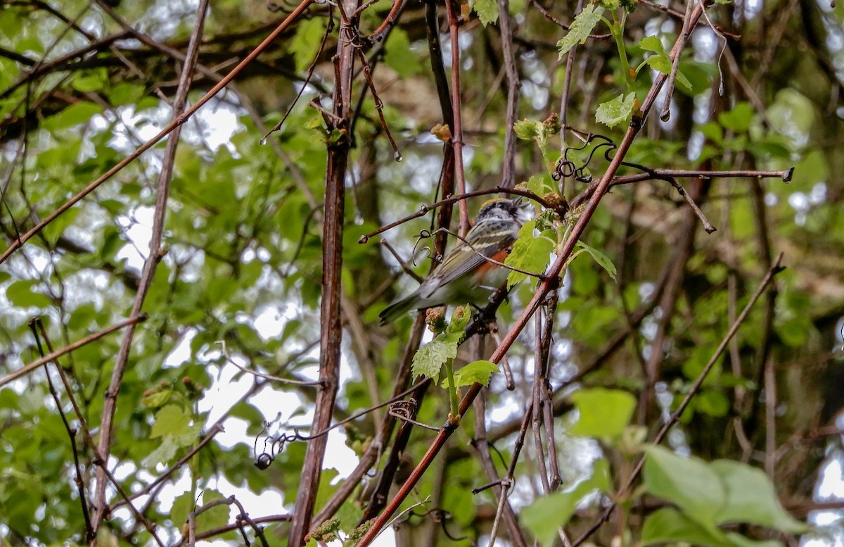 Chestnut-sided Warbler - Scot Russell