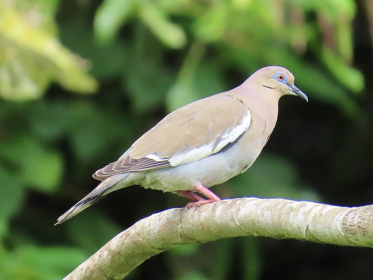 White-winged Dove - Tova Mellen