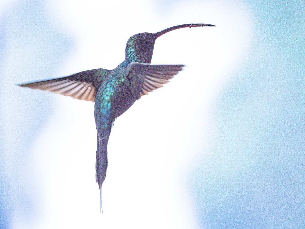 kolibřík šedobřichý - ML618936889