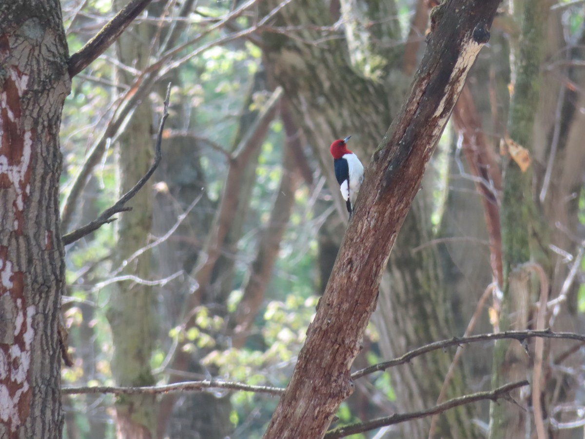 Red-headed Woodpecker - ML618936896