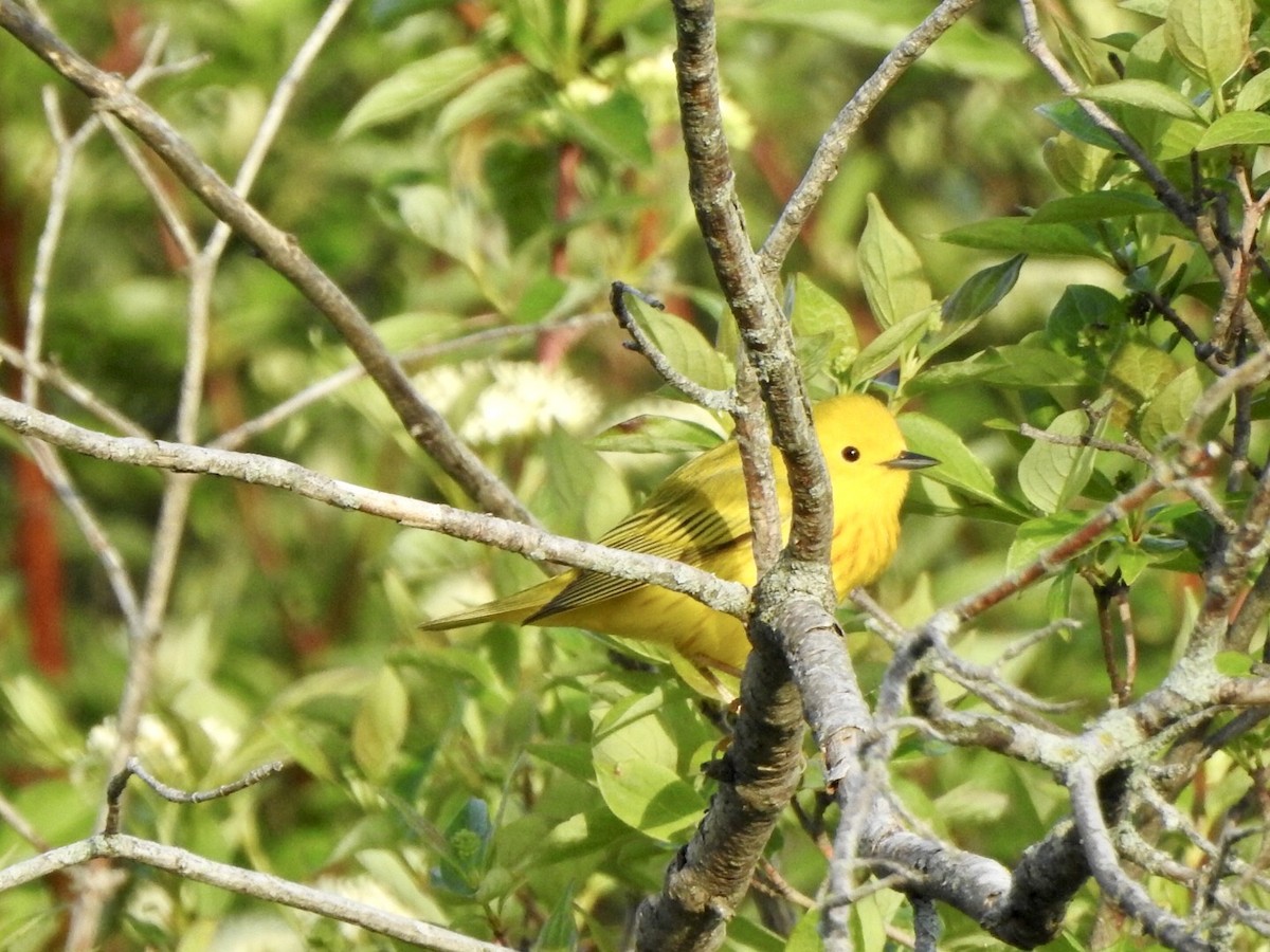 Yellow Warbler - ML618936901