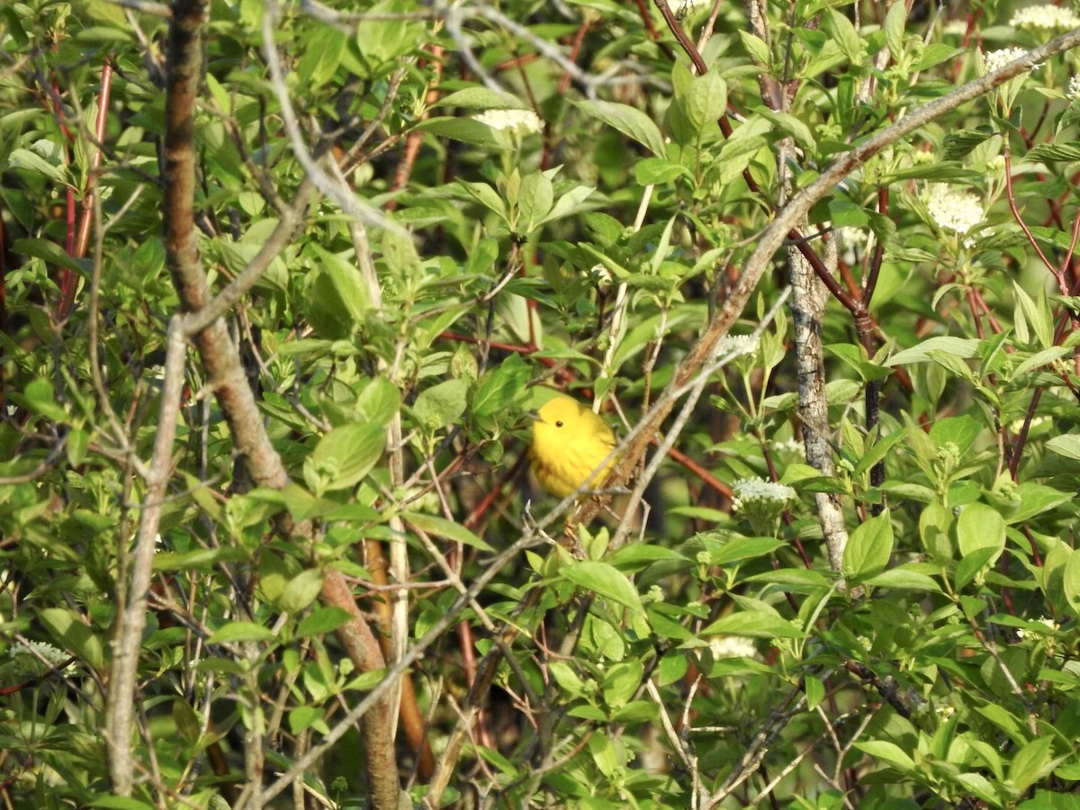Yellow Warbler - ML618936902