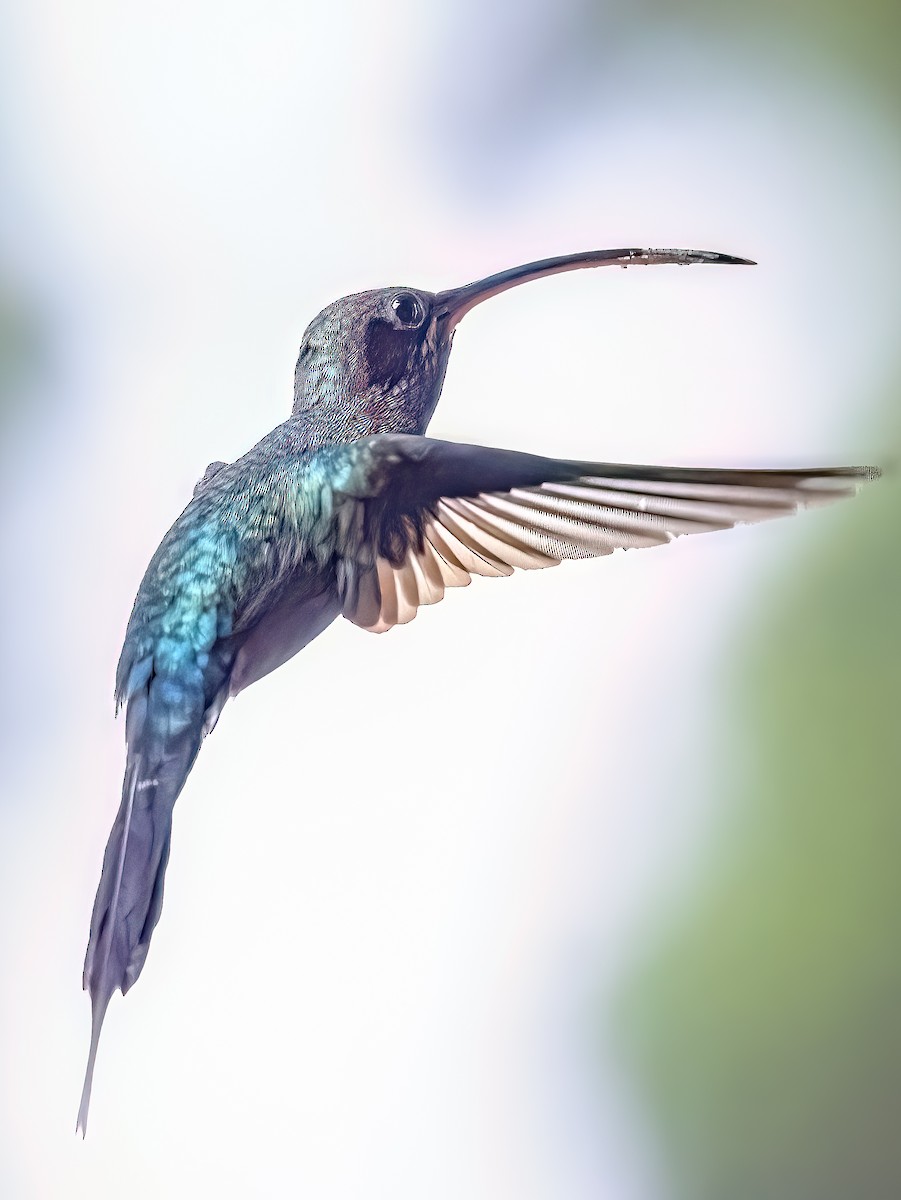 kolibřík šedobřichý - ML618936903
