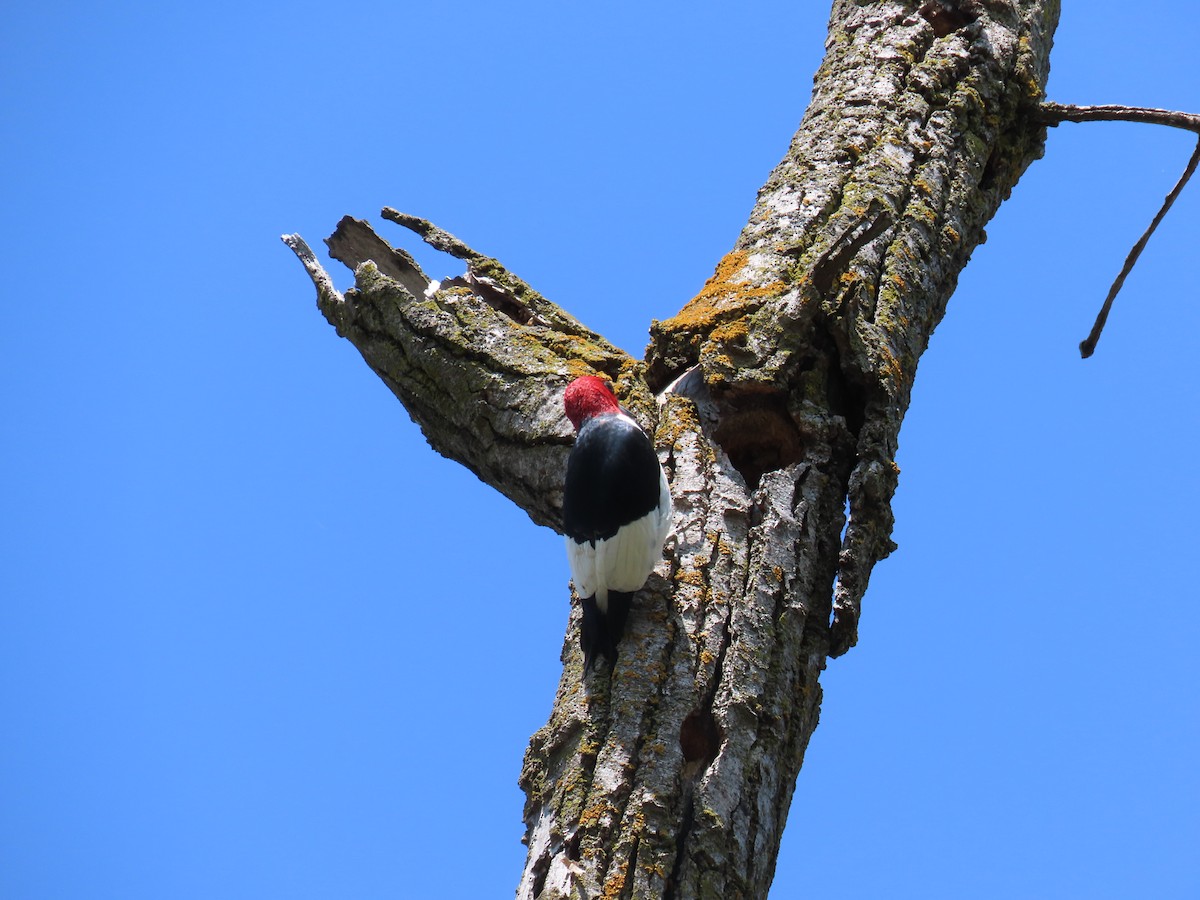 Red-headed Woodpecker - ML618936906
