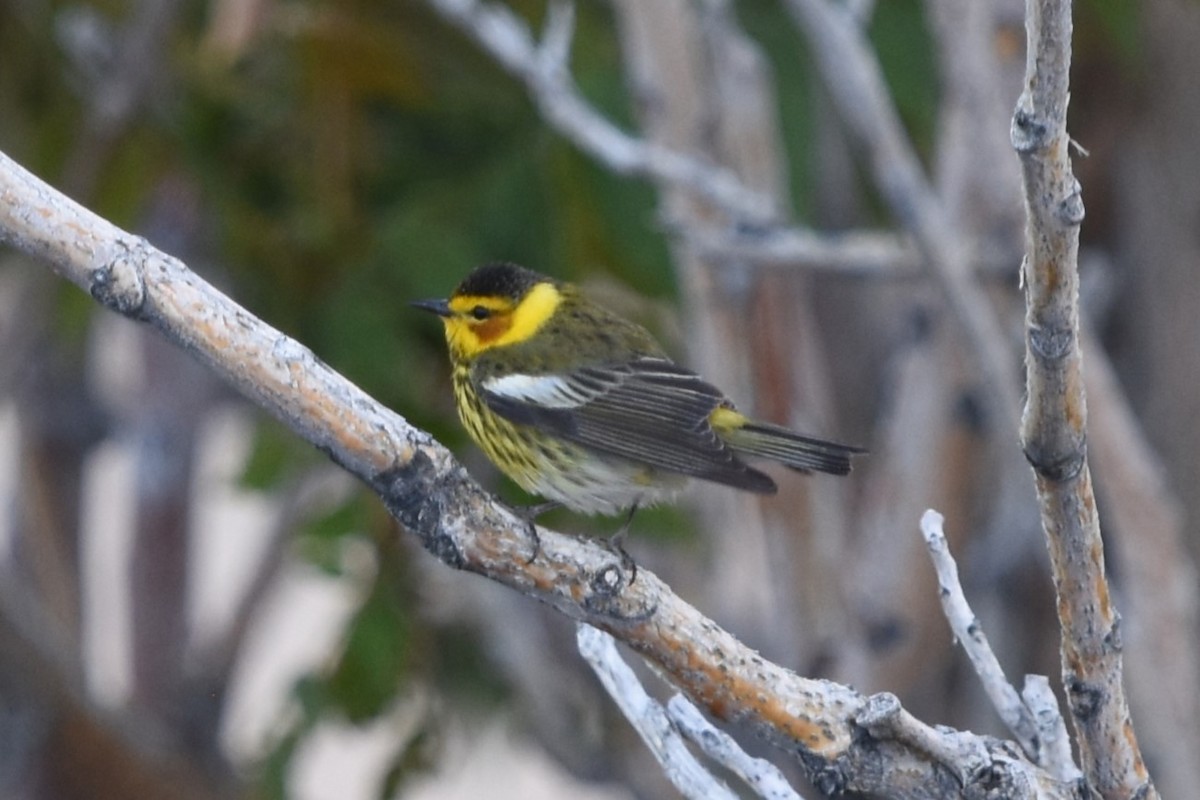 Cape May Warbler - ML618936908