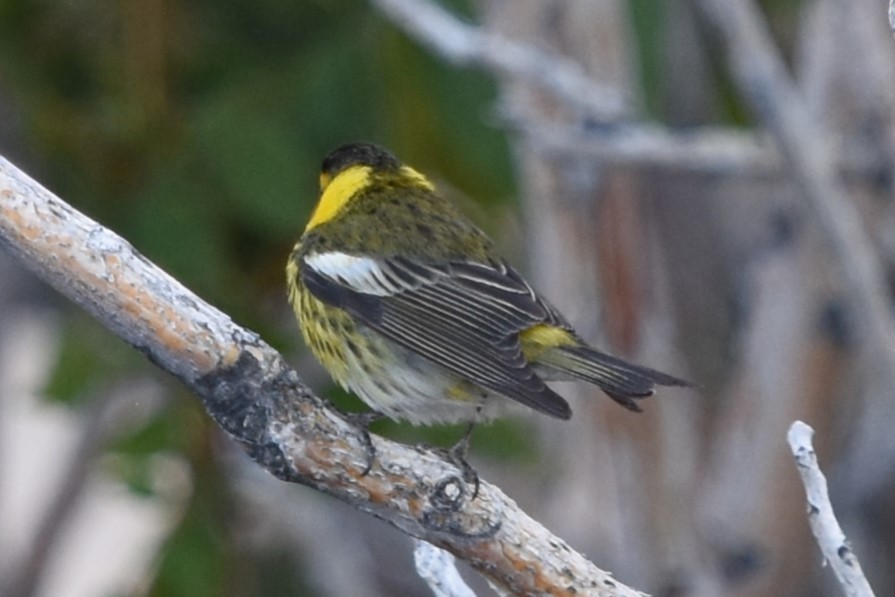 Cape May Warbler - ML618936909