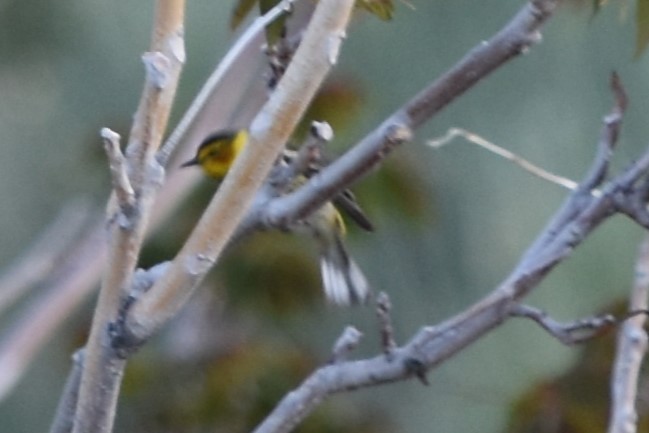 Cape May Warbler - ML618936910