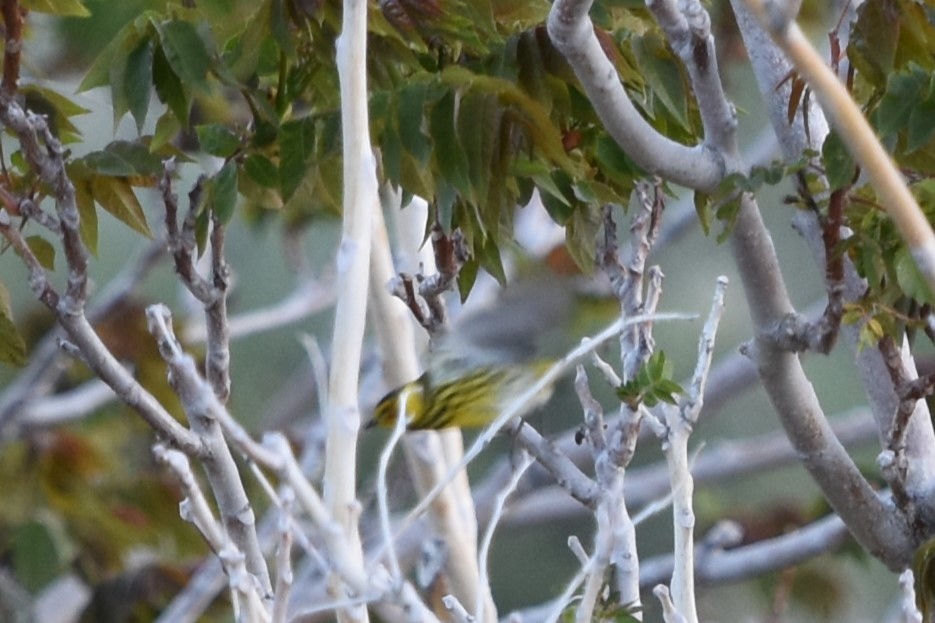 Cape May Warbler - ML618936911