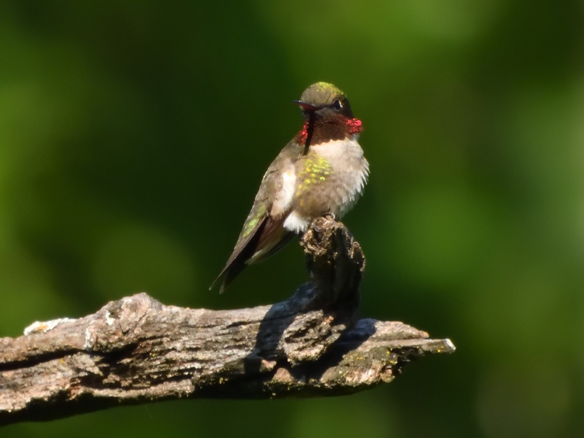 Ruby-throated Hummingbird - Pat McGrane