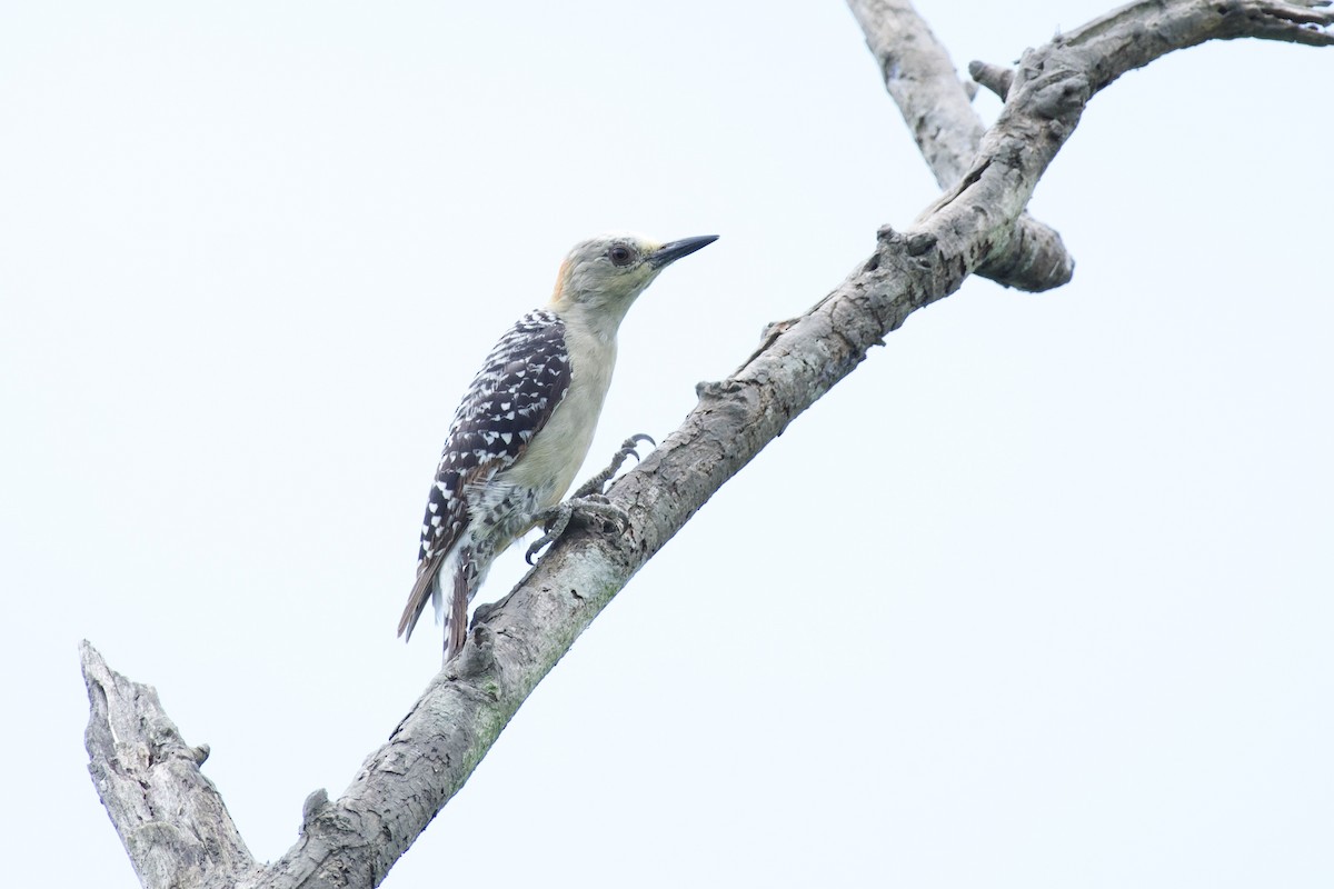 Red-crowned Woodpecker - ML618936914