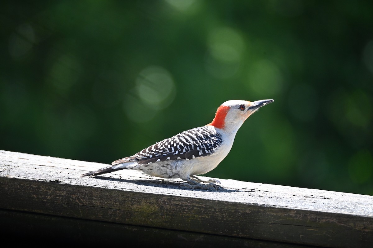 Red-bellied Woodpecker - Dale Barlow