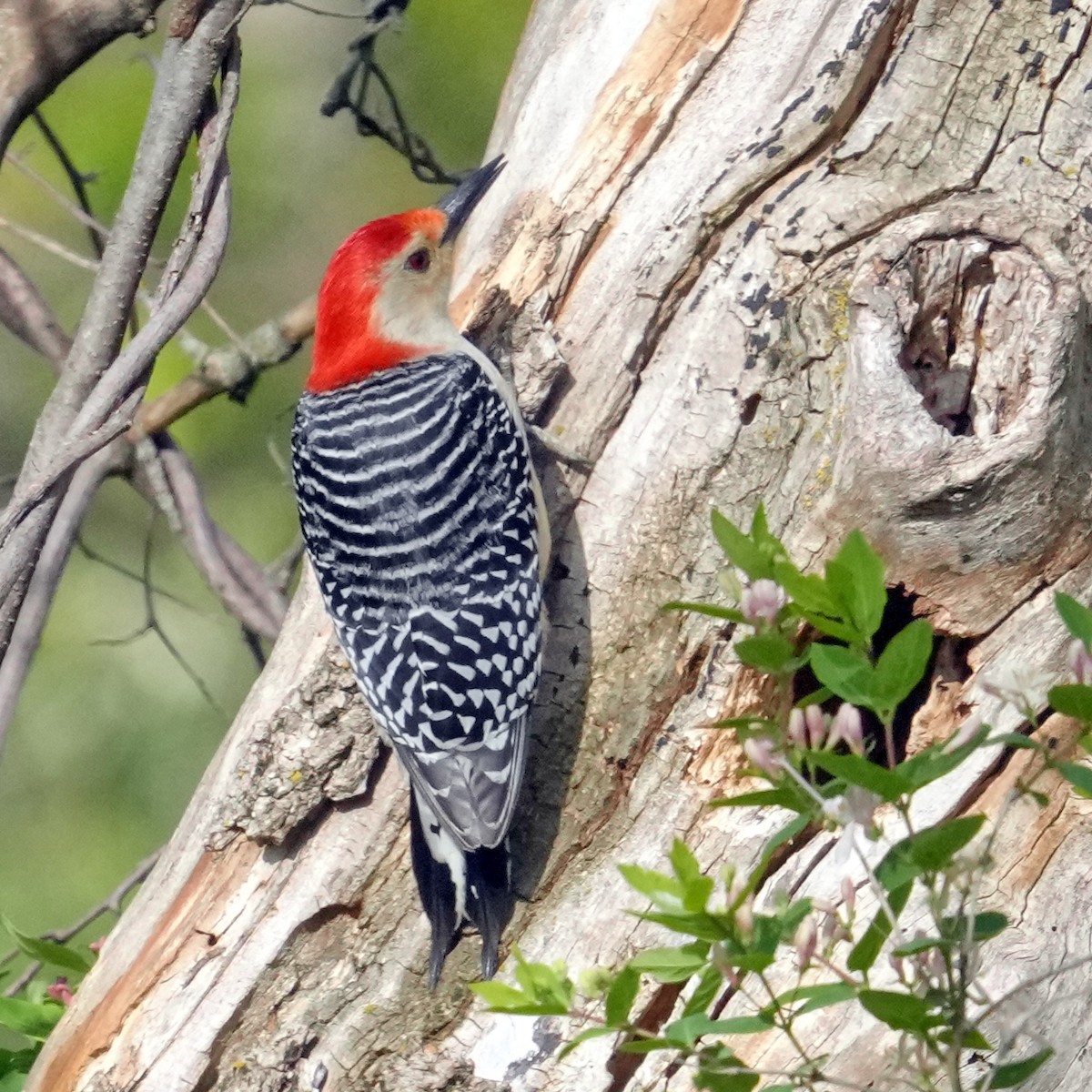 Red-bellied Woodpecker - Thomas Burns