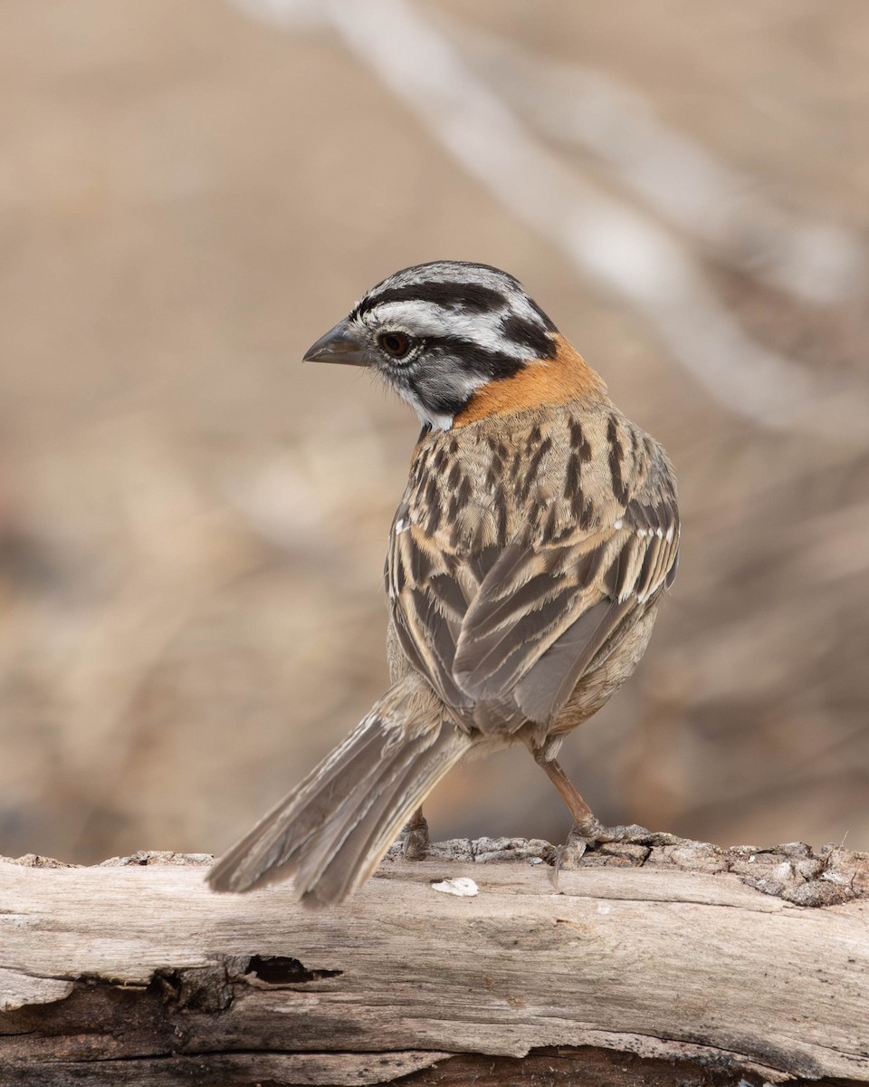 Rufous-collared Sparrow - ML618936963
