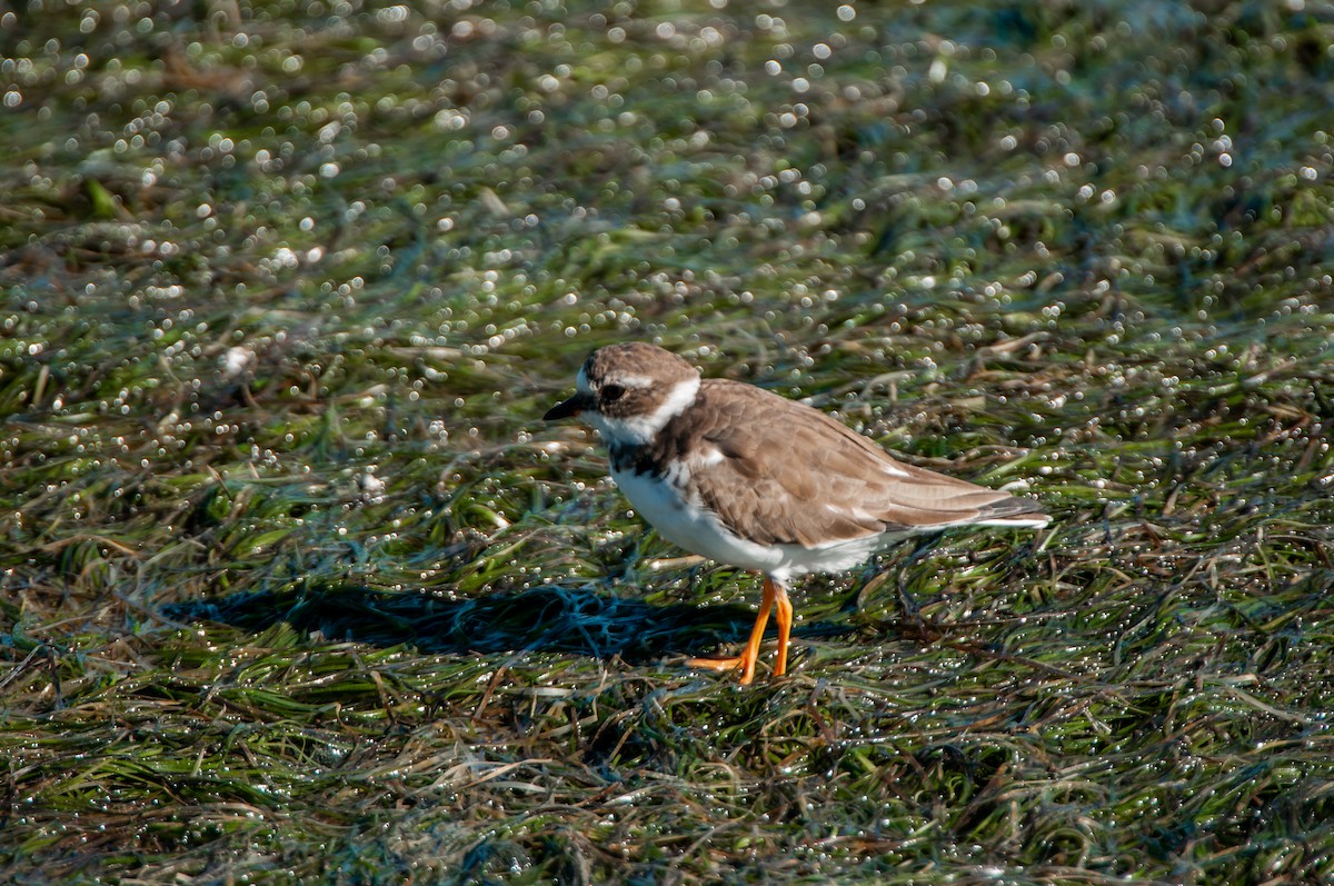 Common Ringed Plover - Dominic More O’Ferrall