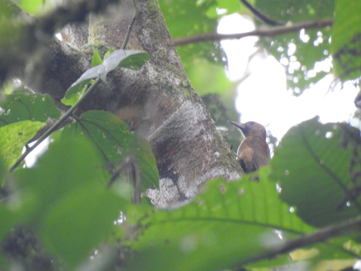 Smoky-brown Woodpecker - ML618936984
