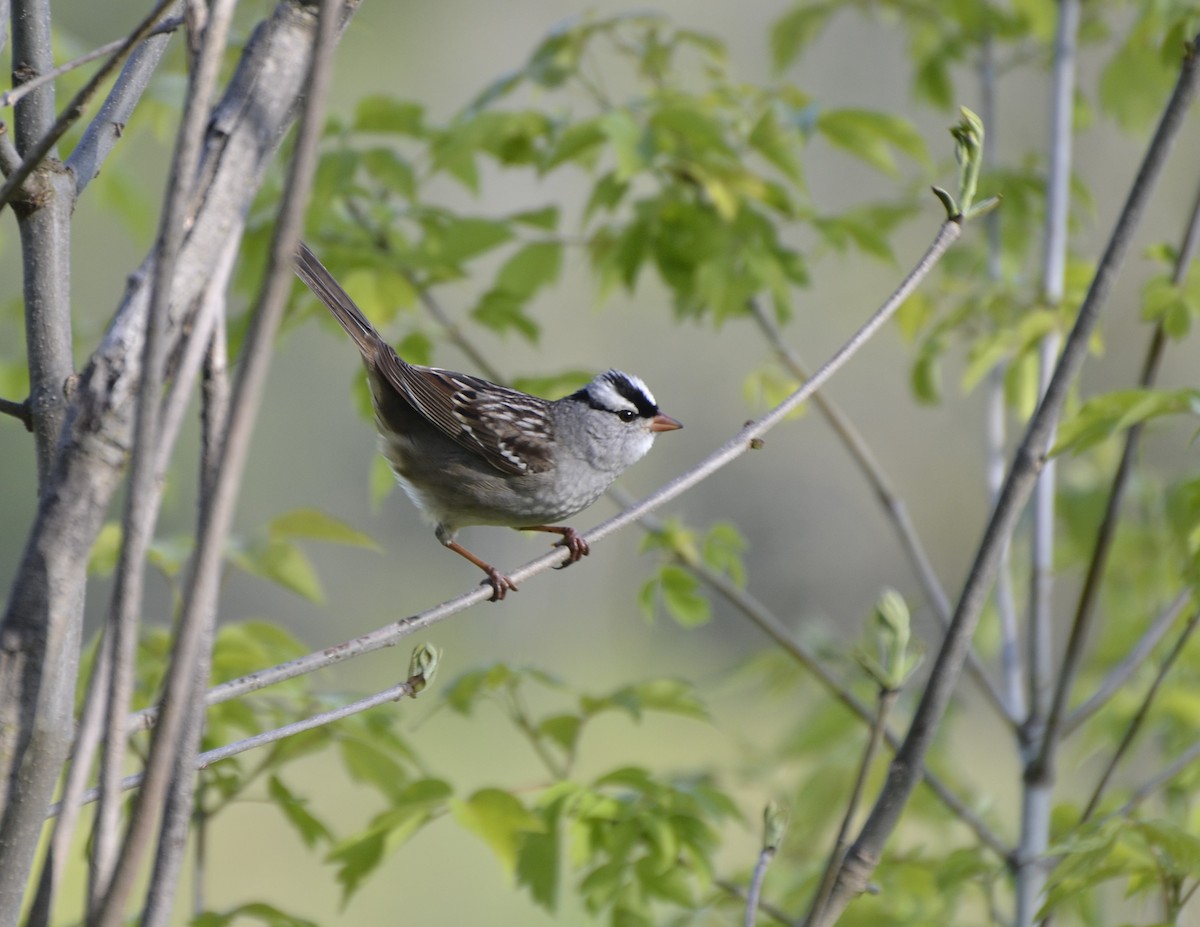 White-crowned Sparrow - Steve Wegner